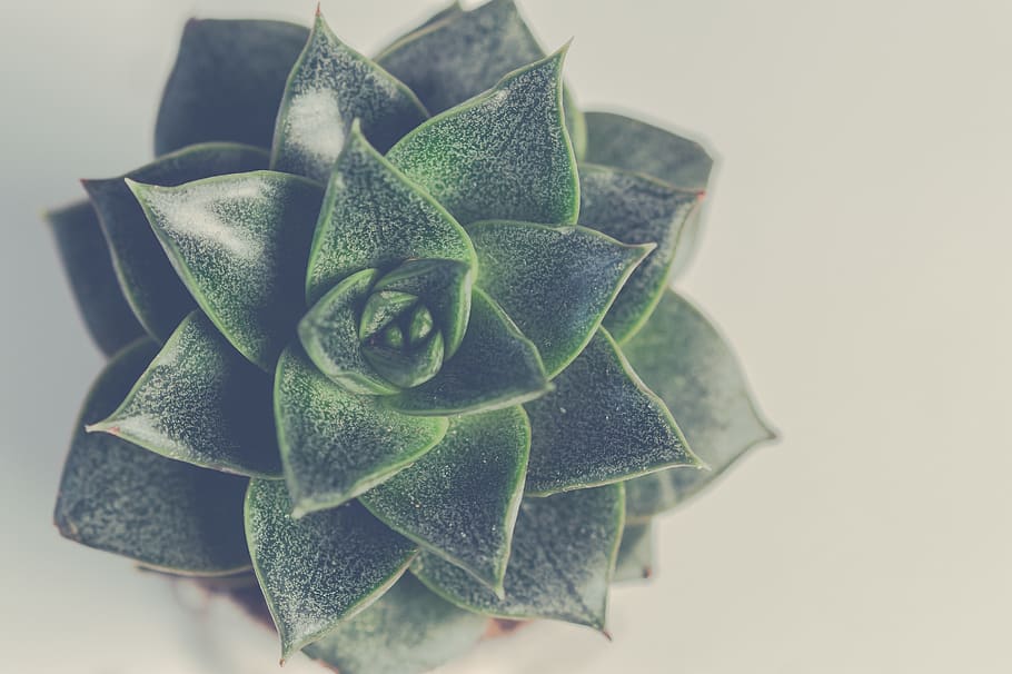 Green Succulent Plant, close-up, colors, growth, leafs, macro photography HD wallpaper