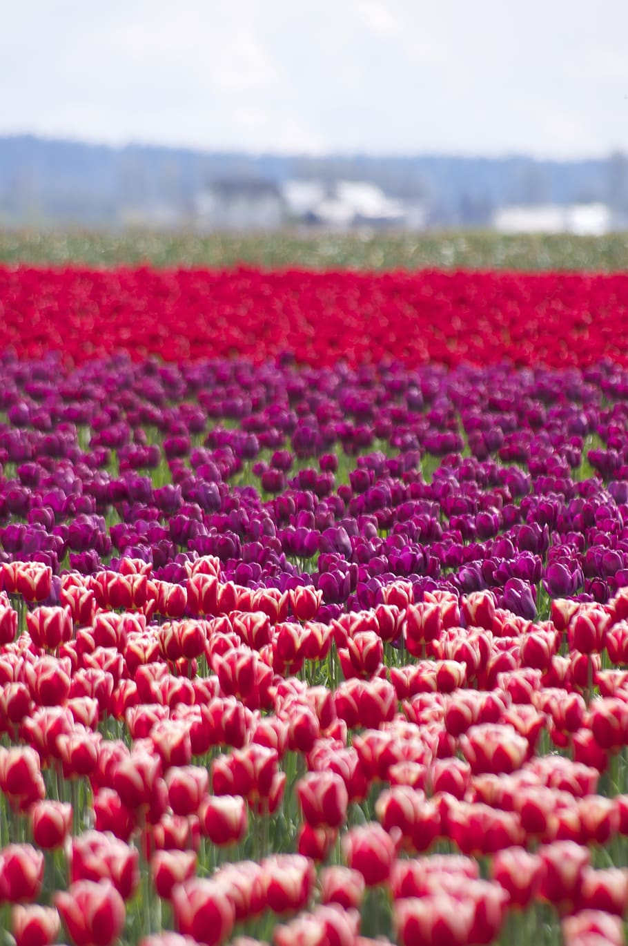 layers, tulips, spring, life, colors, planted, bloom, blossom HD wallpaper