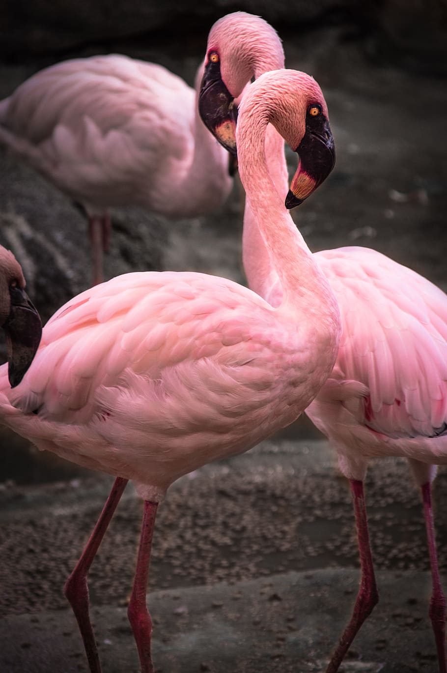Какое животное розовое. Фламинго. Розовые животные. Животные розовогоцаета. Животное розового цвета.