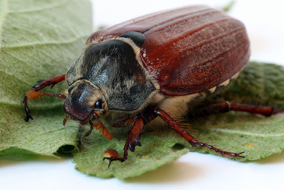 maikäfer, close up, insect, beetle, may, nature, animal, spring, HD wallpaper
