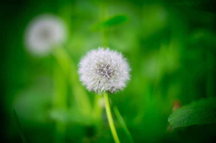 nature, background, green, summer, plant, flowers, wallpapers HD wallpaper