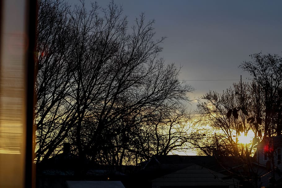 united state, sioux falls, tree, sky, plant, sunset, bare tree HD wallpaper