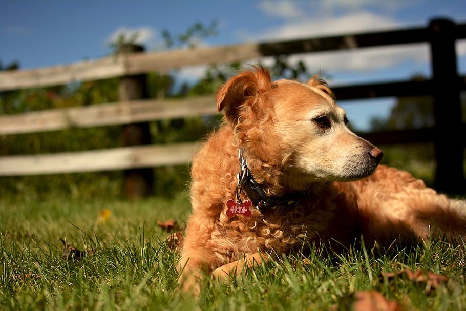 united states, hebron, one animal, dog, canine, domestic, pets HD wallpaper