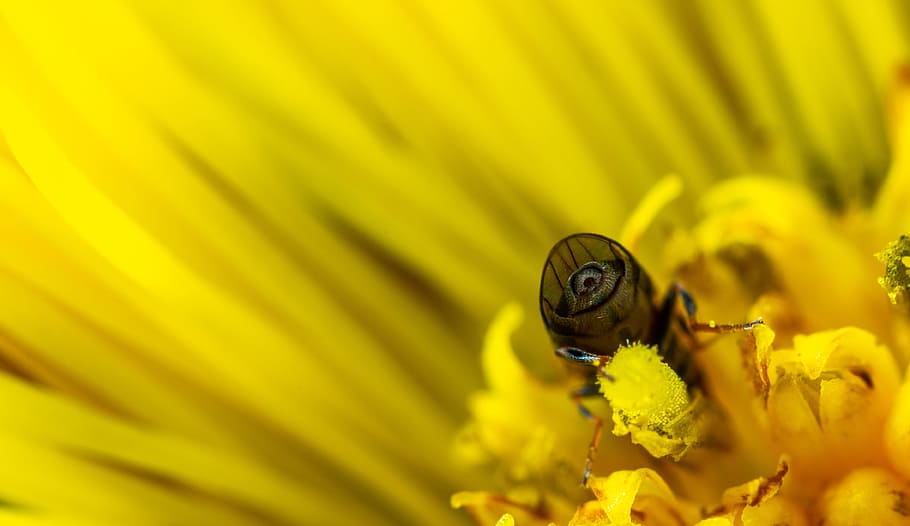Macro Photo of Bee on Yellow Daisy, bright, close, color, environment HD wallpaper