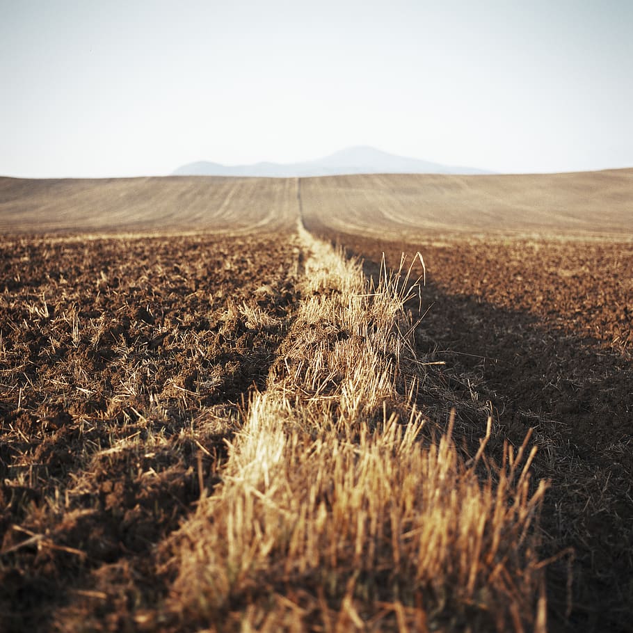 brown grass field at daytime, nature, outdoors, soil, italy, ground HD wallpaper