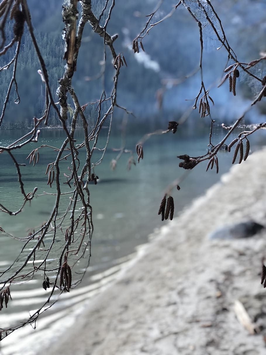 iphone8plus, photography, fall, winter, forest, lake, trees HD wallpaper