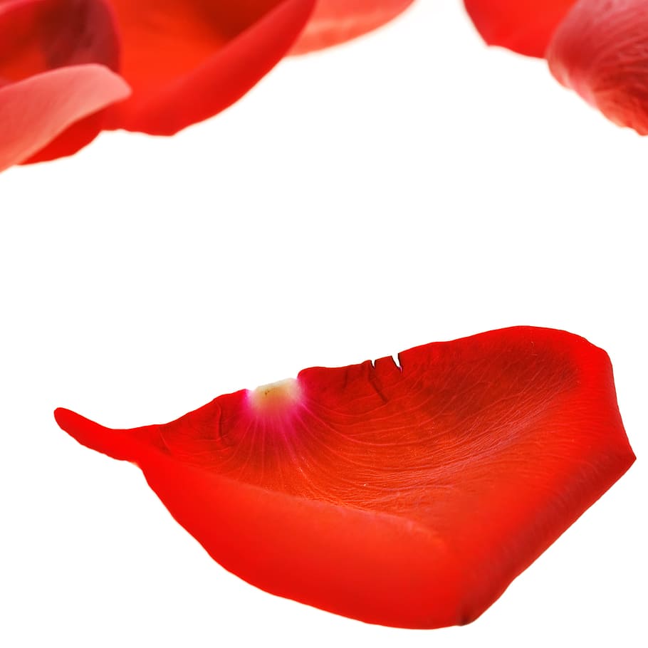 flower, fresh, gift, isolated, petals, photo, red, romance HD wallpaper
