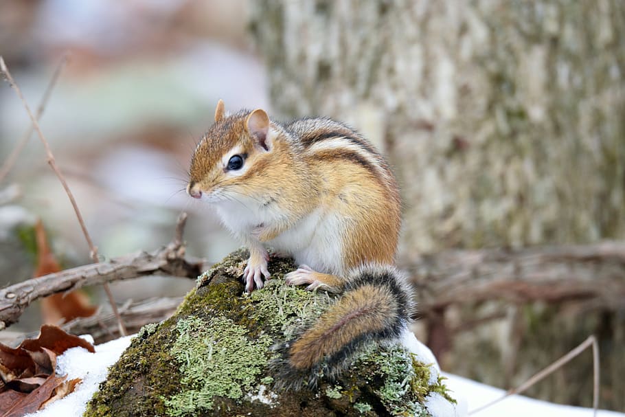 chipmunk, animal, forest, spring, nature, wildlife, rodent HD wallpaper