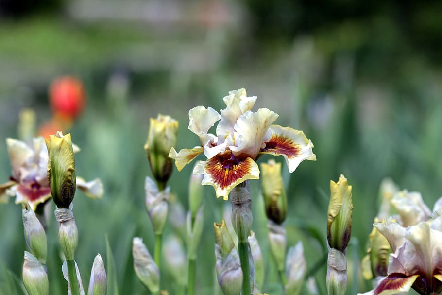 irises, flowers, spring, beautiful, nature, garden, bloom, brown HD wallpaper
