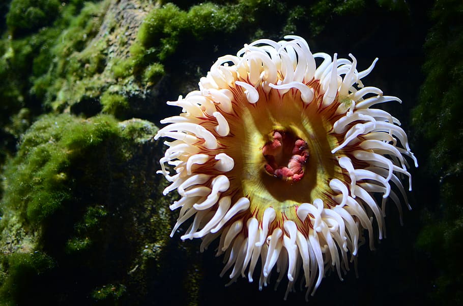 HD wallpaper: animal, invertebrate, sea life, sea anemone, water, outdoors  | Wallpaper Flare