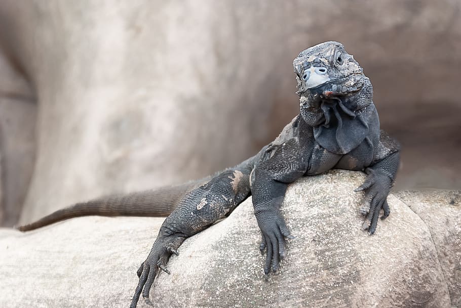 iguana, lizard, tree, herbivore, america, south, central, animal themes HD wallpaper