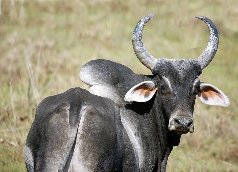 zebu, animal, ruminants, south america, beef, horns, mammals, HD wallpaper