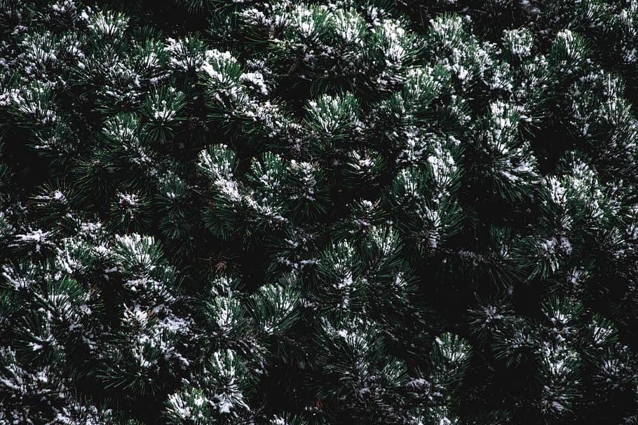 switzerland, vendlincourt, pattern, branches, needles, moody HD wallpaper