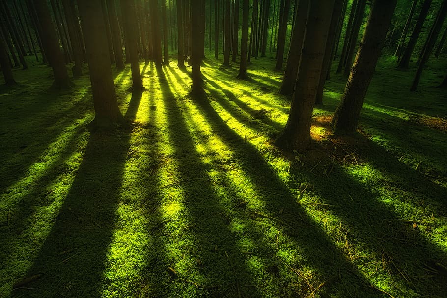 nature, forest, moss, landscape, trees, rays, green, dawn, shadow HD wallpaper