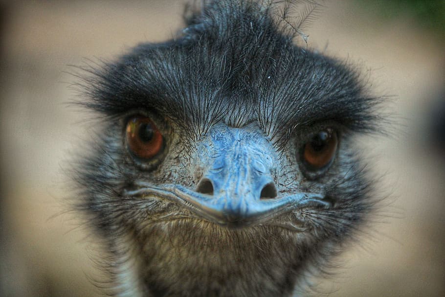 bird, eyes, bill, head, plumage, close up, blue, portrait, one animal HD wallpaper