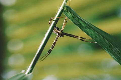 dragonfly, wing, nature, insect, green, leaf, outdoor, blur HD wallpaper