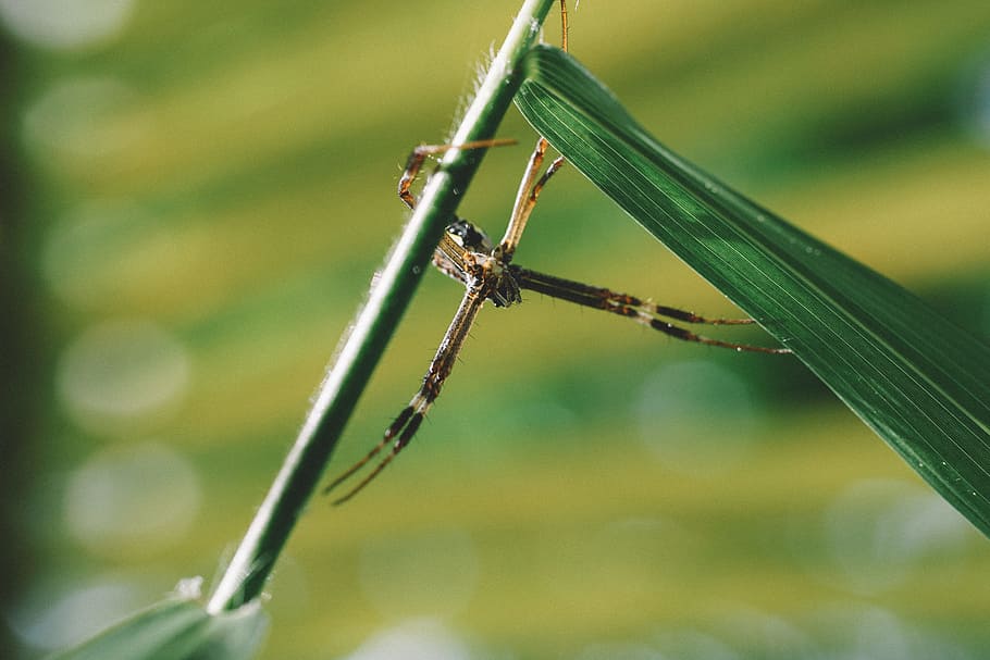 dragonfly, wing, nature, insect, green, leaf, outdoor, blur HD wallpaper