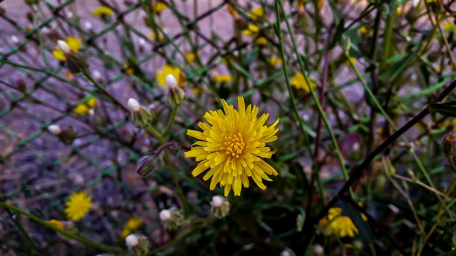 flower, yellow, outside, macro, flowering plant, freshness HD wallpaper