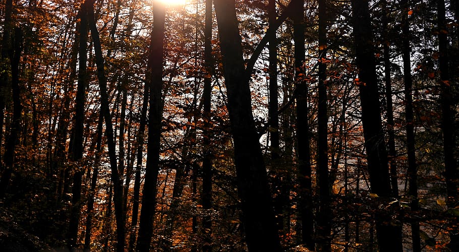 automn, forest, nature, leaf, trees, sun, plant, growth, land HD wallpaper