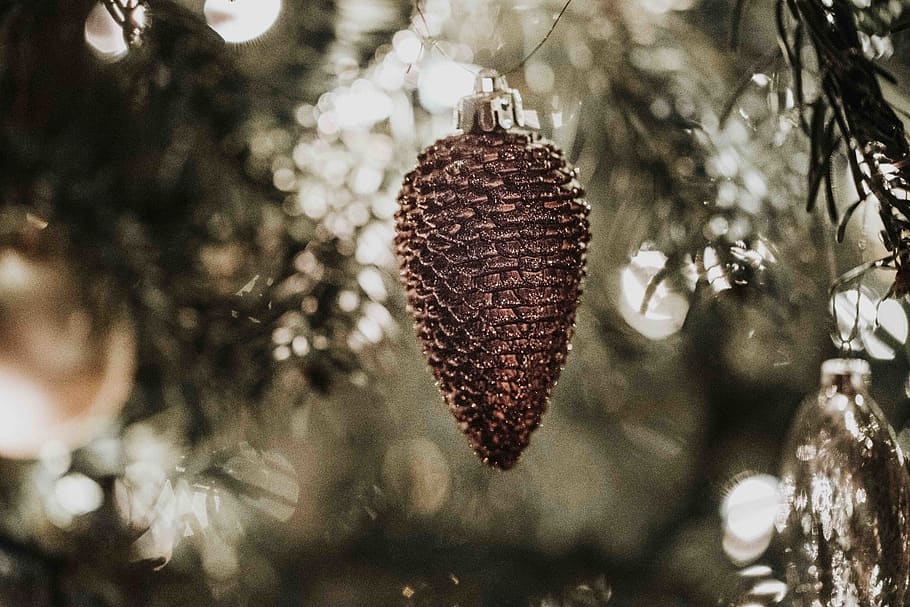 brown pine cone, tree, plant, invertebrate, animal, insect, ornament HD wallpaper