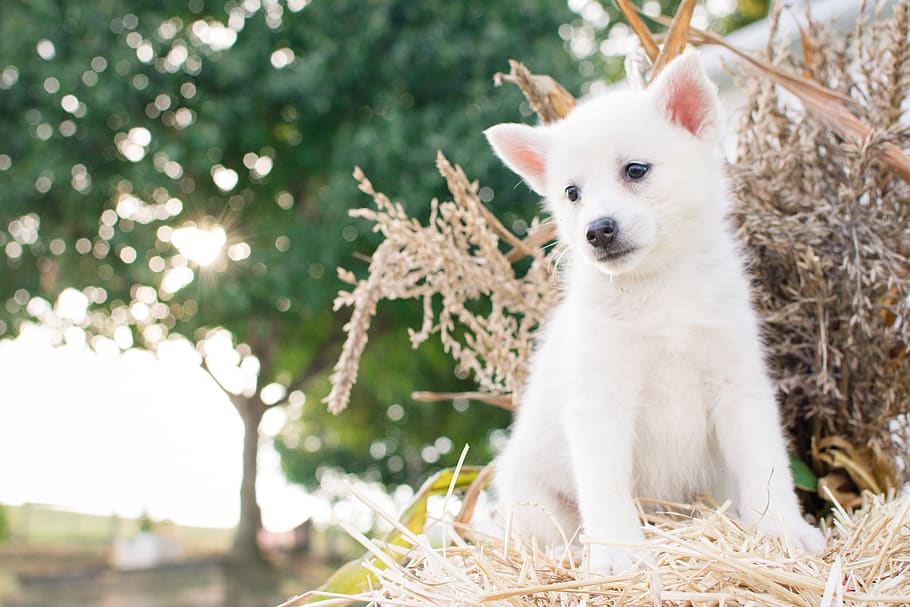 Close-Up Photography of Japanese Spitz Puppy Sitting on Straw
