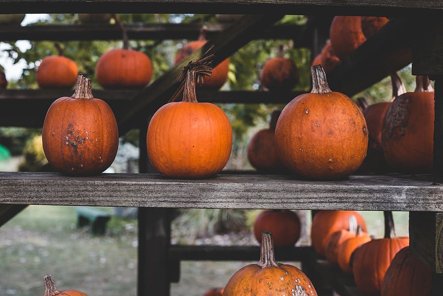 orange pumpkins, produce, food, vegetable, squash, plant, flora HD wallpaper