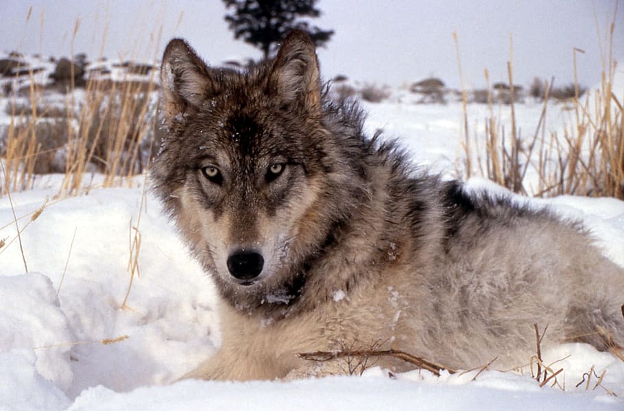 winter, ice, snow, wolf, animal, wild, nature, cold temperature HD wallpaper