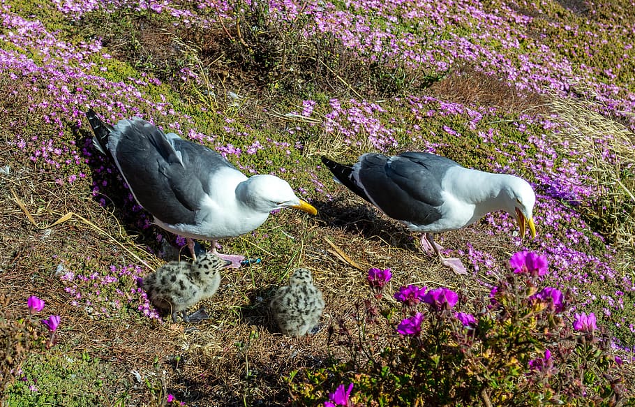 san francisco, united states, alcatraz island, grass, flowers, HD wallpaper