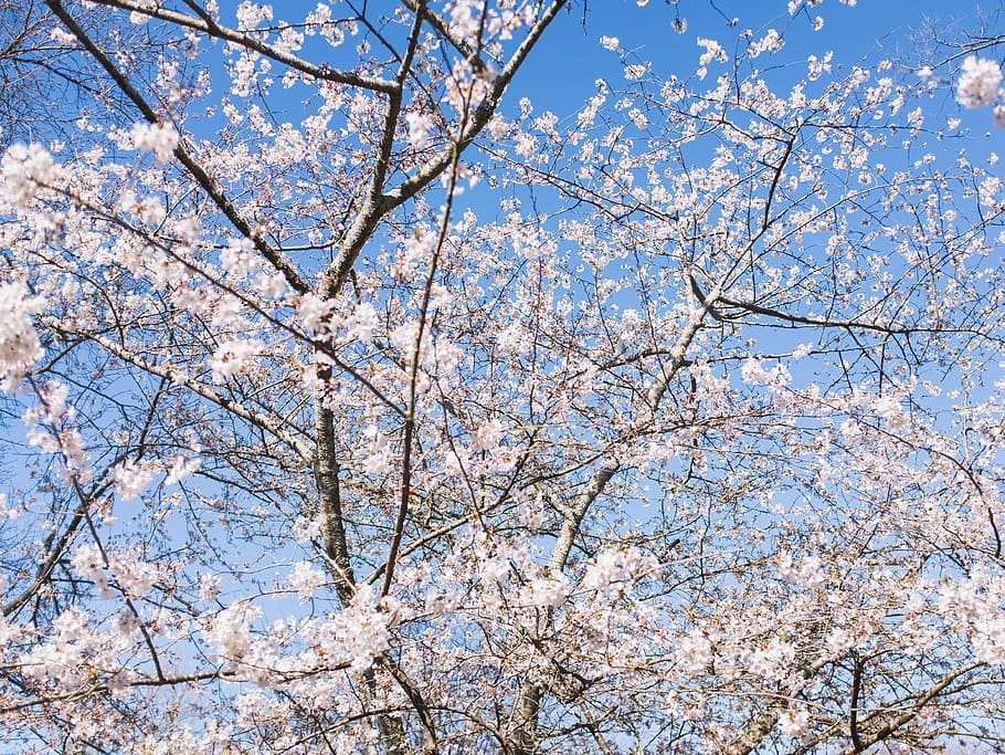 plant, blossom, cherry blossom, flower, tree, nature, sky, tennessee, HD wallpaper
