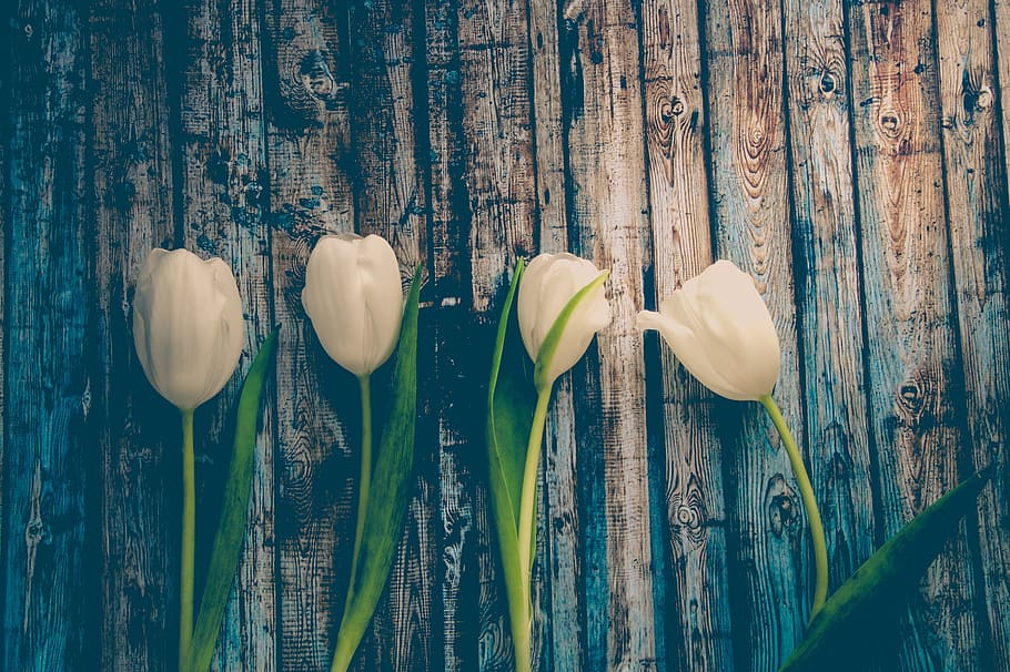 white, tulip, summer, bloom, fauna, flowers, nature, wood table HD wallpaper