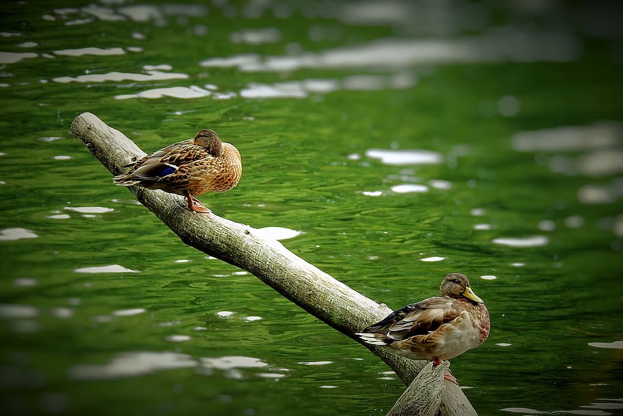 ducks, lake, birds, animal, animal themes, vertebrate, animals in the wild HD wallpaper