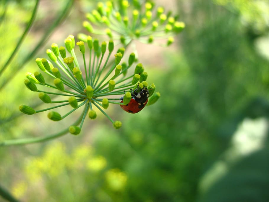 insect, beetle, ladybug, plant, green color, growth, nature HD wallpaper
