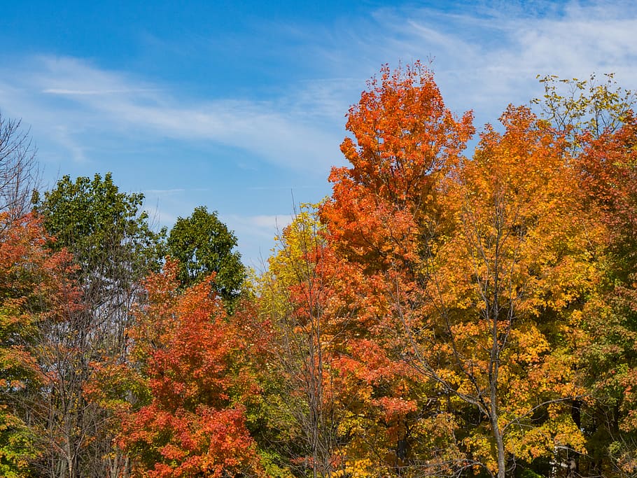 Trees With Colorful Fall Leaves, Nature, Sky, blue sky, colors HD wallpaper