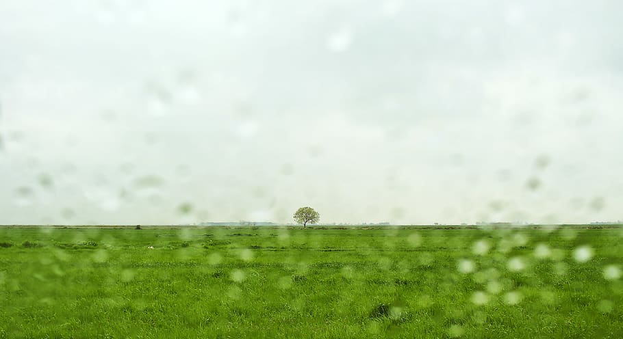 spring, rain, freshness, green color, plant, land, nature, growth HD wallpaper
