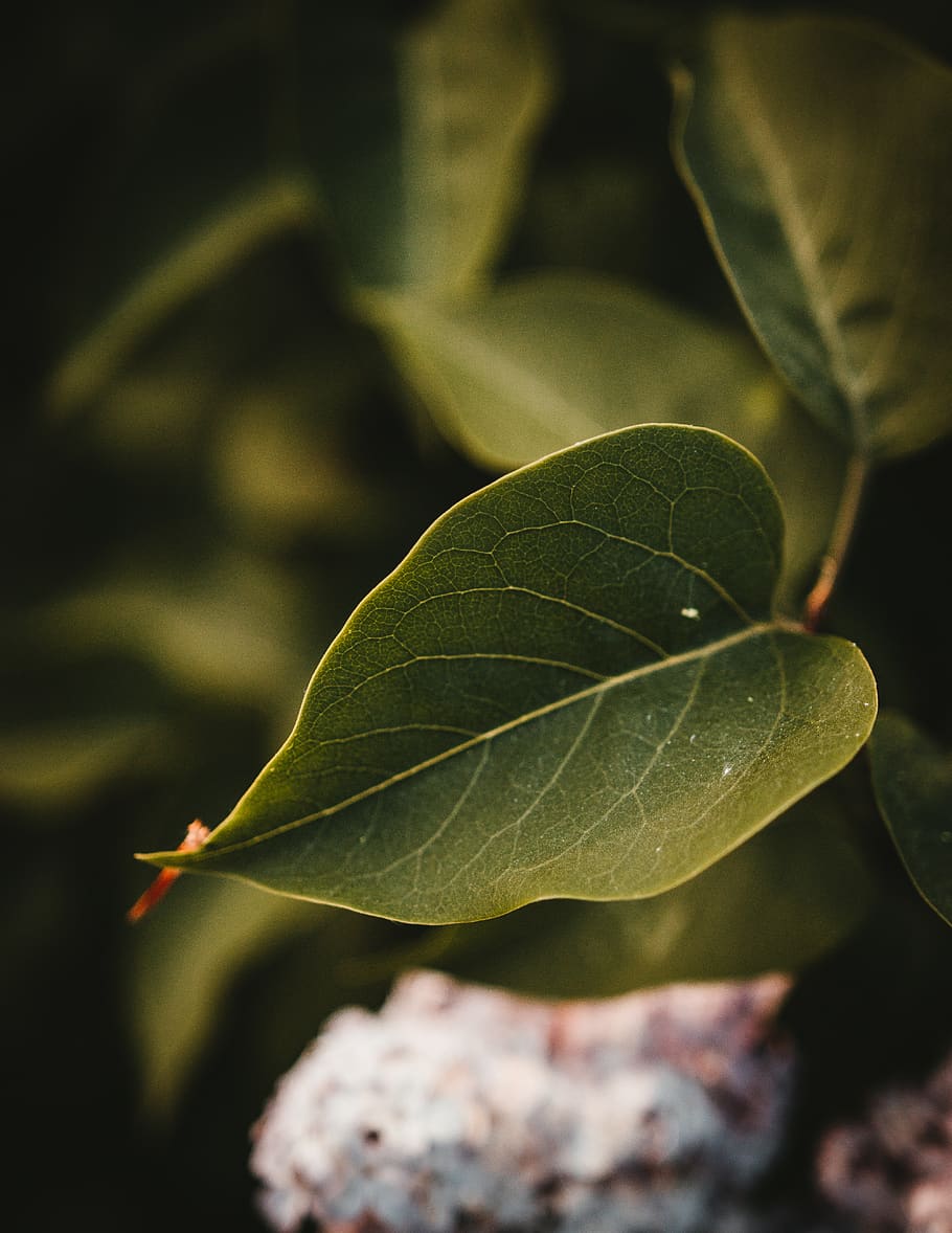 flower, leaf, plant part, close-up, growth, green color, nature HD wallpaper