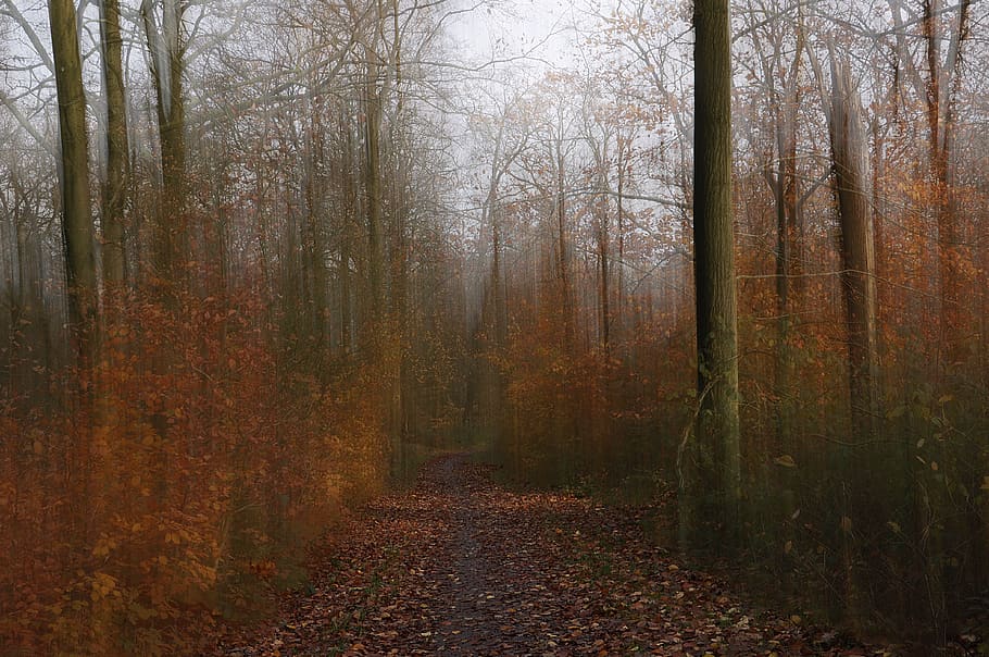 green and brown trees during daytime, forest, land, autumn, plant HD wallpaper