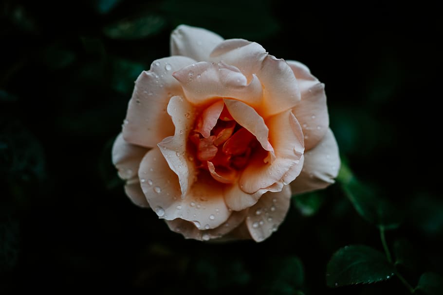 pink rose, beauty in nature, plant, flower, close-up, petal, rose - flower HD wallpaper