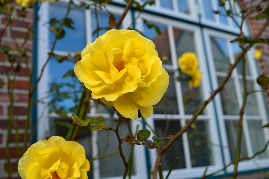 rose, yellow, window, branches, house, romantic, beauty, blossom HD wallpaper