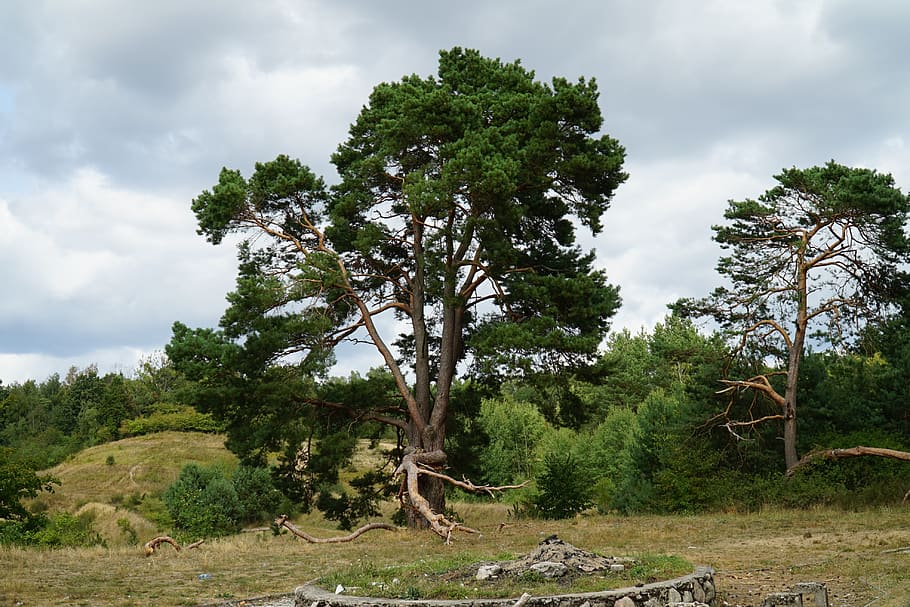 tree, nature, green, landscape, scenery, quiet, peace of mind HD wallpaper