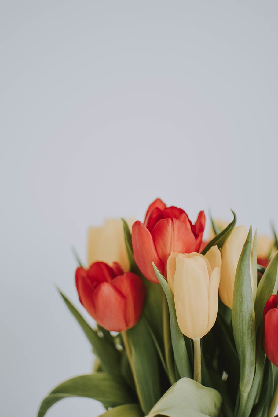 Tulip Flowers, bloom, blossom, flora, wallpaper, galaxy wallpaper HD wallpaper