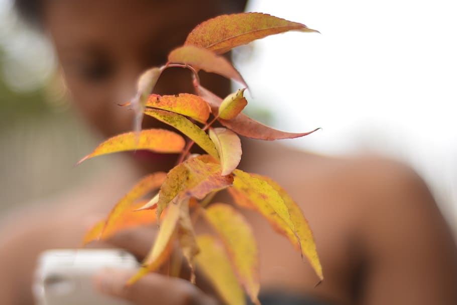 Green Leaved Plant, dried leaves, macro, close-up, holding, selective focus HD wallpaper