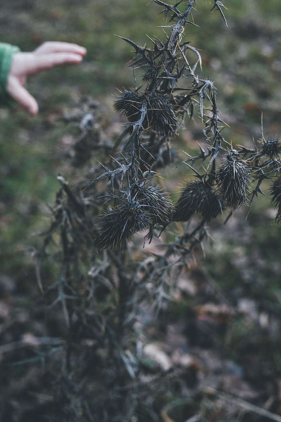 plant, tree, vegetation, bush, conifer, animal, bird, food HD wallpaper