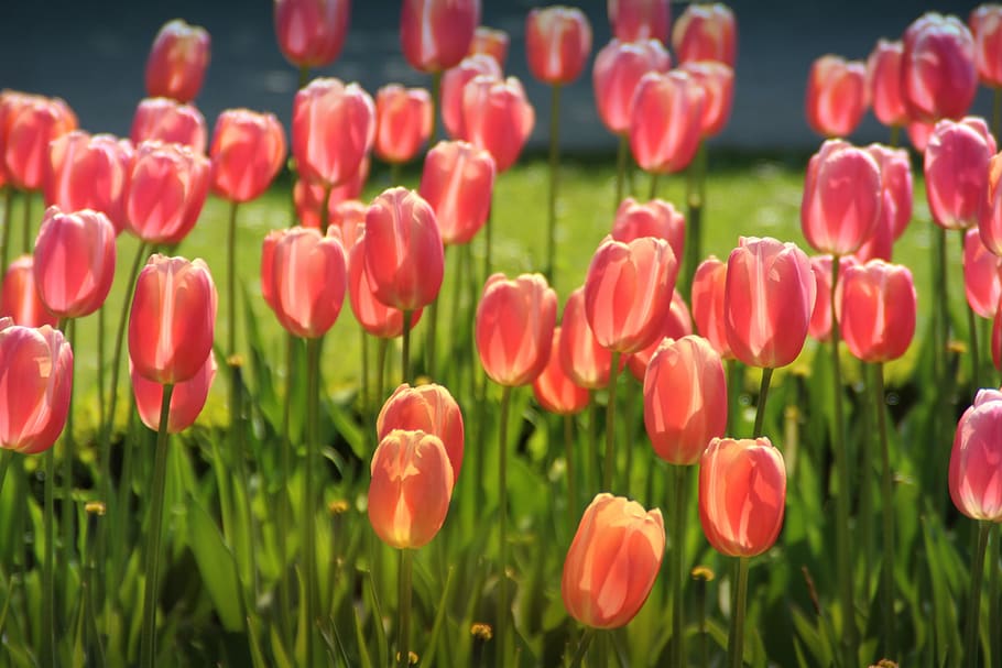 tulips, bed, shining, flowers, spring, park, flower bed, blossom HD wallpaper
