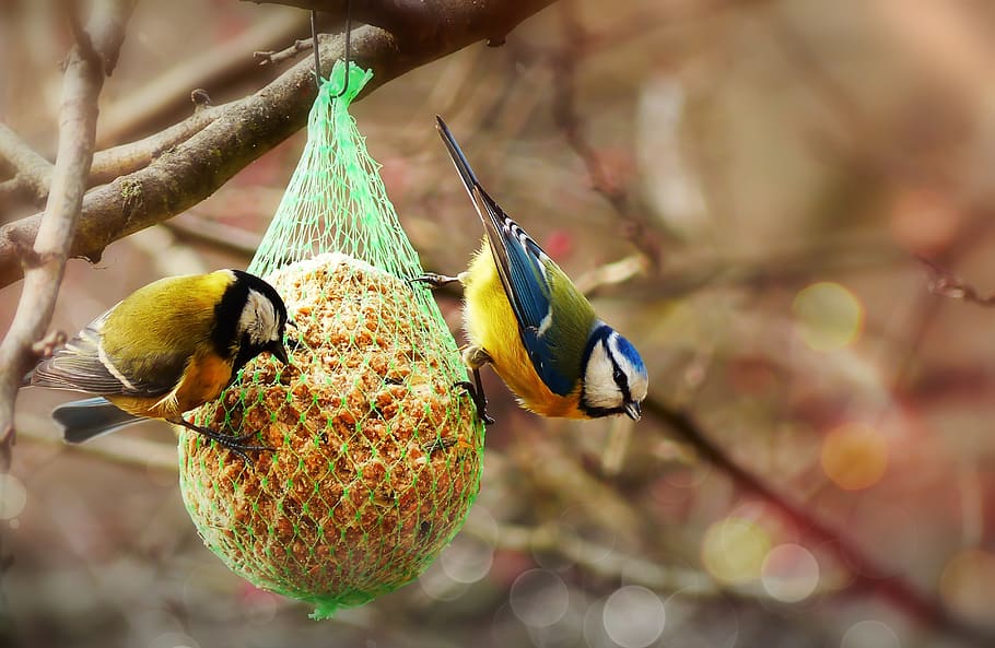 crested tit, bird, small, colored, food, eating, animals, nature HD wallpaper