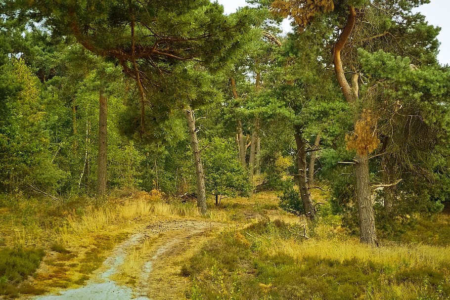 forest, trees, nature, landscape, path, away, scenic, idyllic HD wallpaper