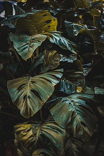 green leafed plant closeup photo, surface, nature, texture, leaves HD wallpaper