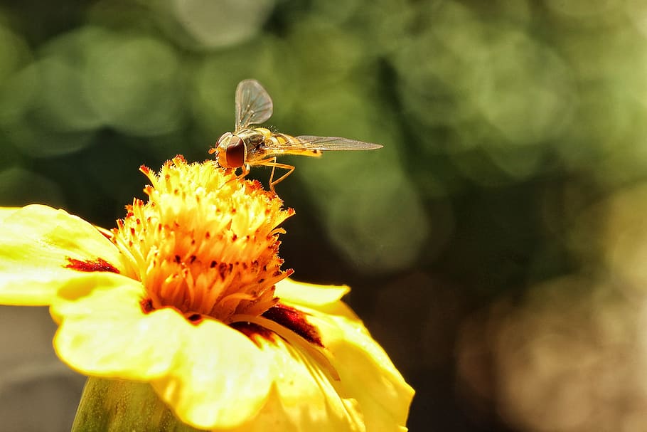 sandy bee, insect, close up, macro, bokeh, bright, marigold, HD wallpaper