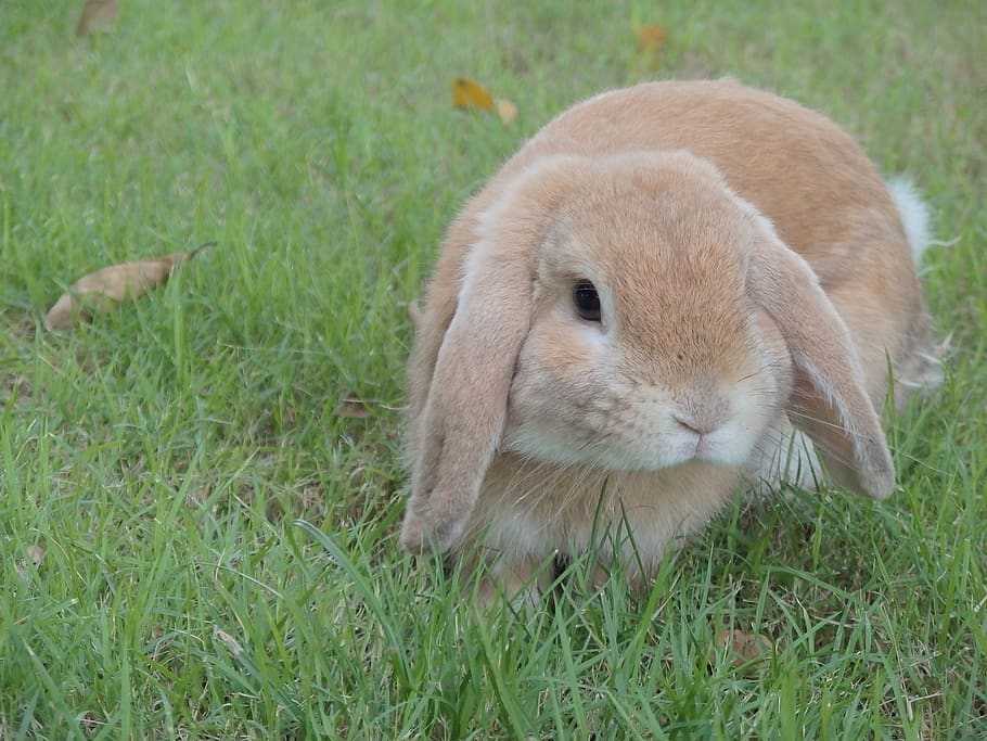 rabbit, animal themes, grass, one animal, mammal, land, field HD wallpaper