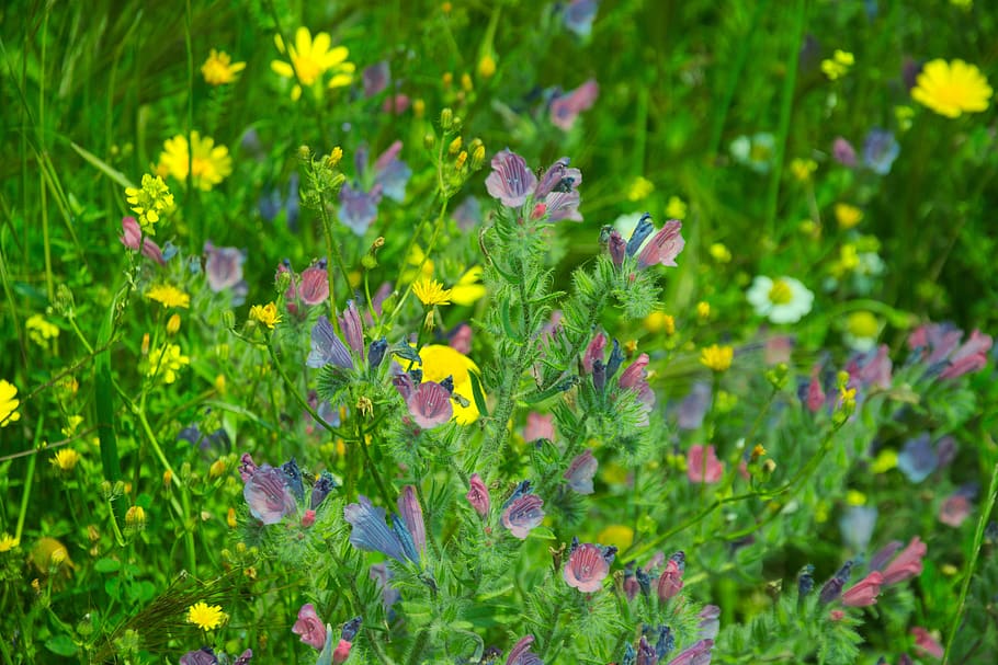 springtime, yellow, bloom, nature, garden, flower, flowering plant, HD wallpaper