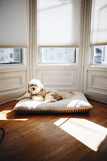 dog lying on pet bed near window with sun passing through, indoor HD wallpaper